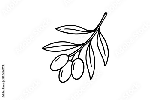 Minimalist black outline of an olive branch with ripe olives and fresh leaves isolated on white