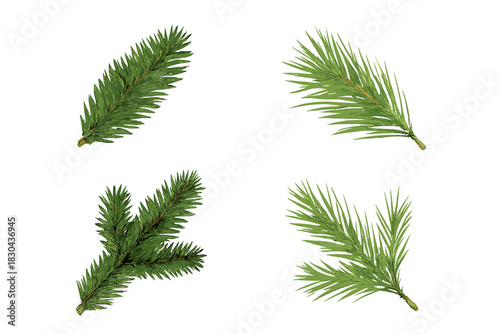 Set of four detailed evergreen tree branches isolated on a white background for design elements