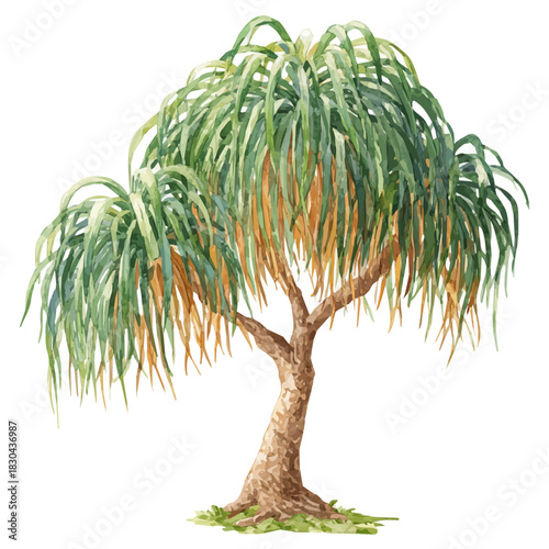 Ponytail Palm in detailed isometric watercolor art, isolated on a pure white backdrop.