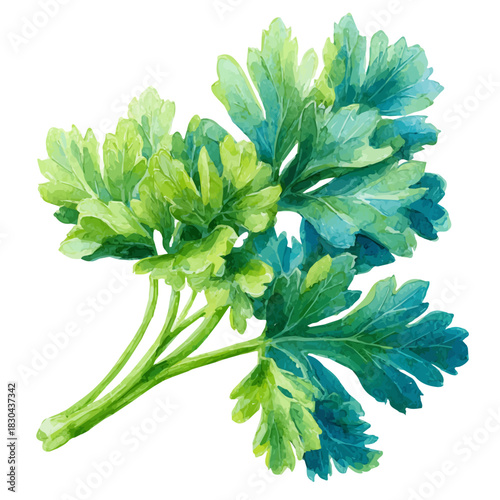 Isometric watercolor rendering of Parsley, isolated on a clean white background.