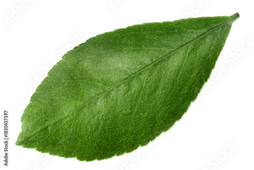 Citrus leaf, lemon, orange, grapefruit, lime, isolated, full depth of field