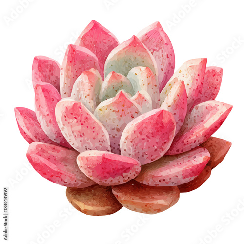 Watercolor isometric vector-style illustration of Bear Paw Succulent, isolated on white background.