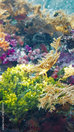 Underwater view of the vivid and healthy coral reef near the Alor island in Indonesia