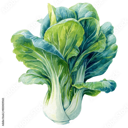 Pak Choi illustrated in isometric watercolor style, isolated on white.