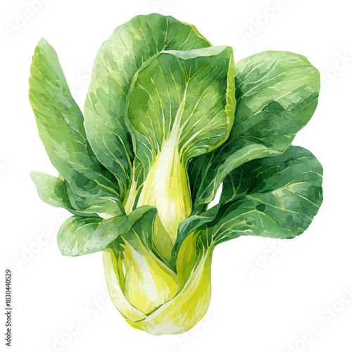 Isometric-style watercolor depiction of Pak Choi, set against a white background.