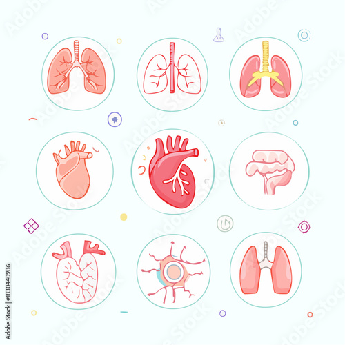 Anatomical organs array featuring lungs, heart, brain, intestine for health education, medical infographics, or biology presentations. Explore human body systems visually.