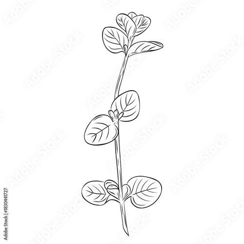 Monochrome botanical fragrant herb drawing of oregano plant isolated on white background. Graphic hand drawn ink vector