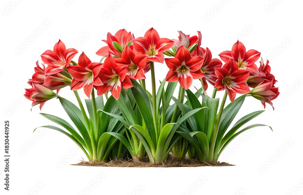 Fototapeta premium Beautiful vibrant red amaryllis flowers with green leaves on white background