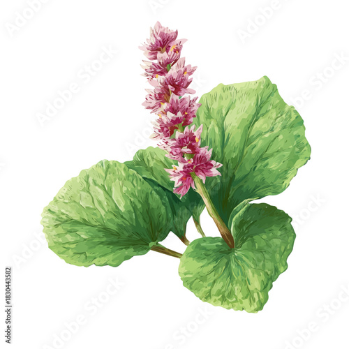 Watercolor isometric artwork featuring Butterbur, presented on white background.