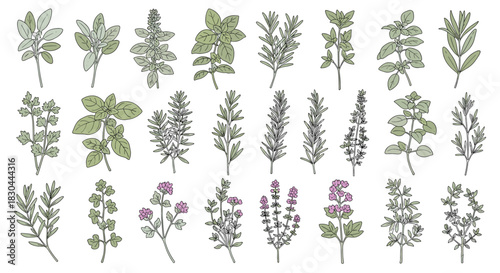 A beautiful collection of hand-drawn culinary and medicinal herbs featuring diverse leaves and delicate purple flowers.