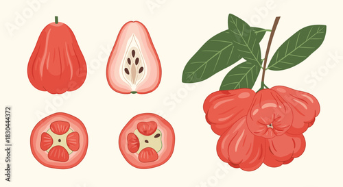 Vibrant vector illustration of ripe red rose apples, featuring whole fruits, various cross-sections with seeds, and a cluster on a leafy branch.