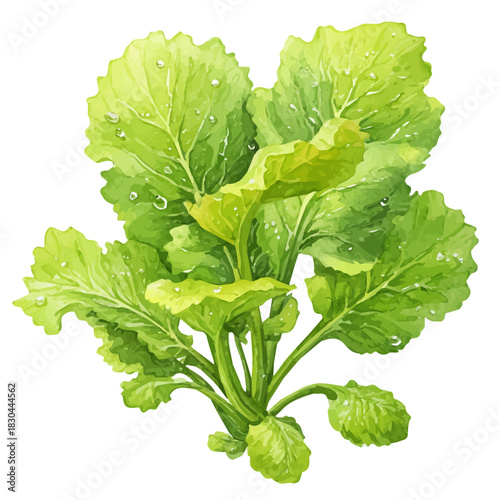 Watercolor isometric artwork featuring Mustard Greens, presented on white background.
