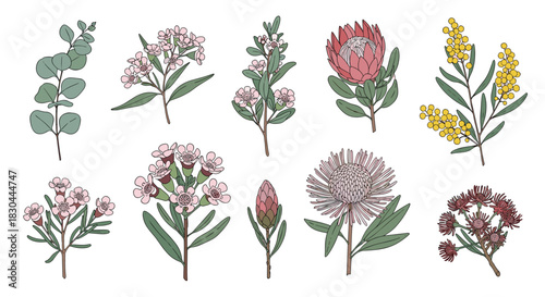 A collection of beautiful Australian native flowers and botanical elements, perfect for design projects and nature-themed creations.