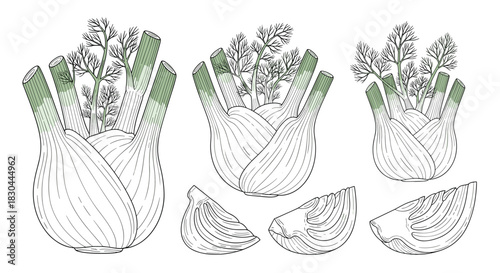 Botanical illustration of fresh whole fennel bulbs with delicate green fronds and individual sliced pieces, presented in a detailed line art style.