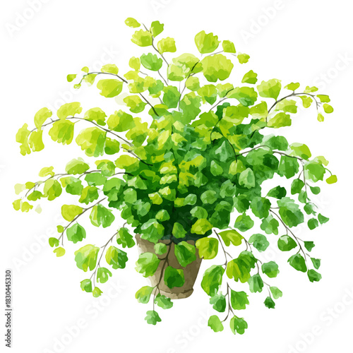 Isometric watercolor rendering of Maidenhair Fern, isolated on a clean white background.