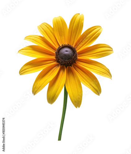 Radiant Black Eyed Susan Closeup A Study in Yellow and Brown Hues