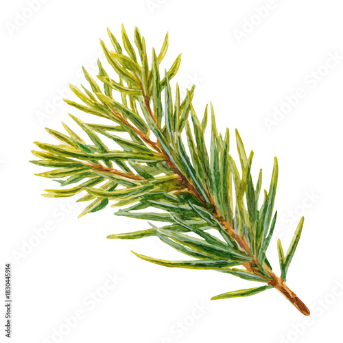 A watercolor isometric illustration of Fir Needle, cleanly isolated on white background.