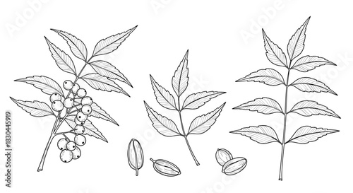 Botanical illustration of a Chinaberry plant, showcasing its compound leaves, ripe berries, and seeds.