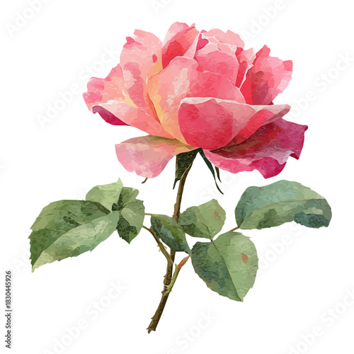 Rose illustrated in isometric watercolor style, isolated on white.