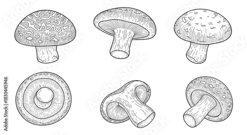 A collection of detailed mushroom sketches, depicted in a classic engraving style, offering multiple views of the fungi.