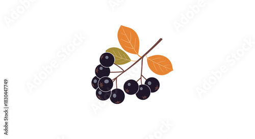 Illustration of dark purple aronia berries, or chokeberries, on a branch with vibrant orange and green autumn leaves.