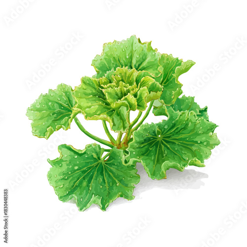 Watercolor isometric artwork featuring Ladys Mantle, presented on white background.