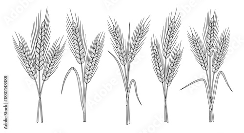 Set of rustic hand-drawn wheat ears and grain spikes, featuring detailed line art in a timeless black and white agricultural illustration.