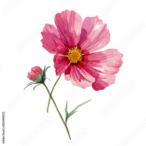 Isometric watercolor graphic of Cosmos Flower, neatly isolated on white background.