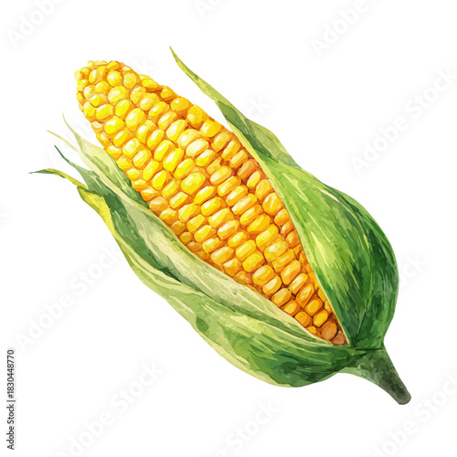 Isometric watercolor graphic of Sweet Corn, neatly isolated on white background.