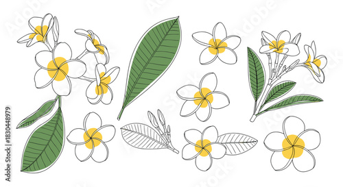 Minimalist botanical illustration of plumeria flowers and leaves with a unique dashed outline technique and subtle color accents.