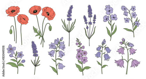 Hand-drawn botanical illustrations of vibrant spring and summer flowers, including poppies, lavender, and various bluebells.