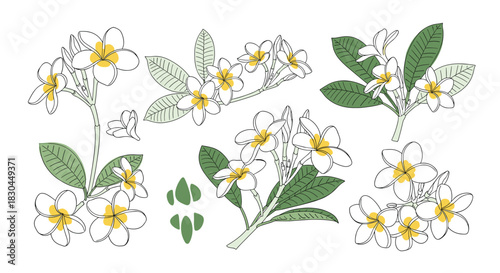 Hand-drawn collection of plumeria flowers with green leaves in a minimalist, sketchy style, featuring white petals and yellow centers.