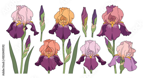 Elegant botanical illustration featuring a collection of diverse iris flowers and closed buds in soft pink, orange, and purple shades on a white background.