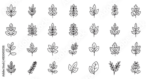 Collection of Various HandDrawn Line Art Style Leaf Illustrations on White Background, Botanical Elements for Decoration and Ornamentation