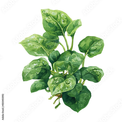 Isometric-style watercolor depiction of Malabar Spinach, set against a white background.