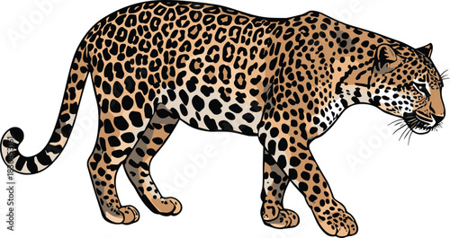 Leopard walking illustration, wild animal vector, realistic big cat graphic, spotted fur detail, jungle predator clipart, isolated wildlife design