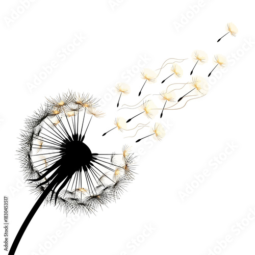 Dandelion releasing seeds A graphic illustration of nature's dispersal process
