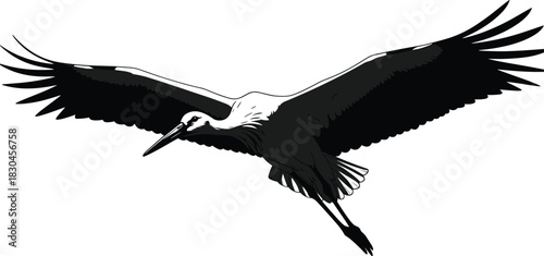Graceful flying stork vector illustration, detailed wings spread wide, elegant wildlife silhouette, migratory bird artwork for nature themes, minimal black-and-white design