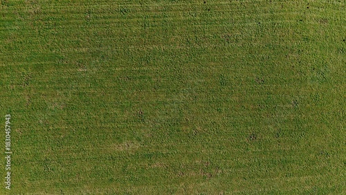 Fototapeta Naklejka Na Ścianę i Meble -  green grass texture
