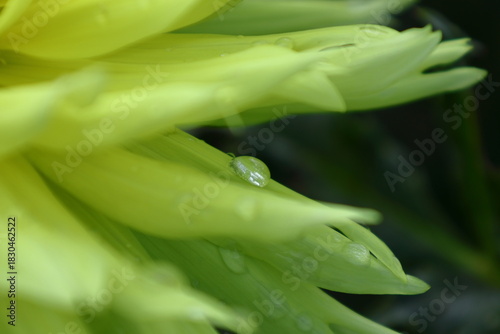 色鮮やかな大輪