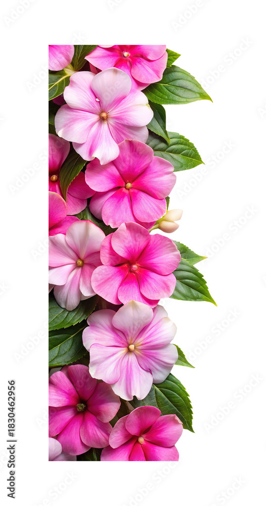 Obraz premium A beautiful vertical border of pink Impatiens flowers and lush green leaves