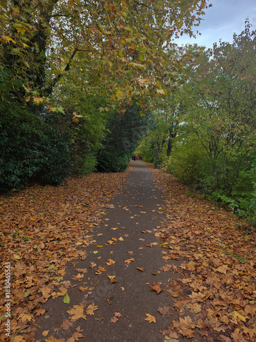 path in autumn forest