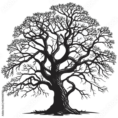 Vector illustration a detailed silhouette of a large, mature tree with intricate branches, showcasing its natural beauty