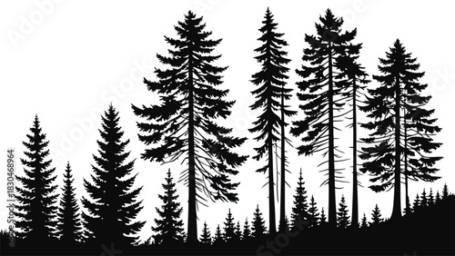 Vector illustration silhouette of evergreen trees, creating a serene forest landscape with varying heights and shapes