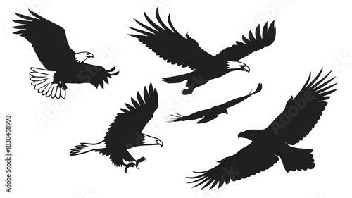 Vector illustration of collection of five black and white silhouette vector illustrations of bald eagles in various dynamic flight poses