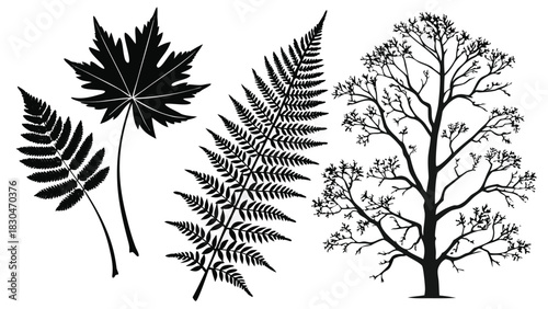 Vector illustration a detailed illustration of fern fronds, a maple leaf, and a bare tree, all, showcasing natures beauty