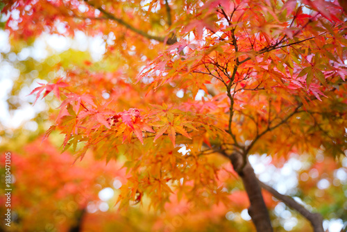 Autumn leaves, imagery, autumn scenery, sunlight's brilliance