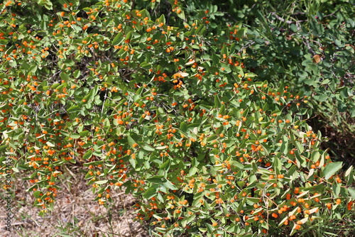 Quadro su tela large bushes with medium green jagged leaves festooned with bright orange berrie