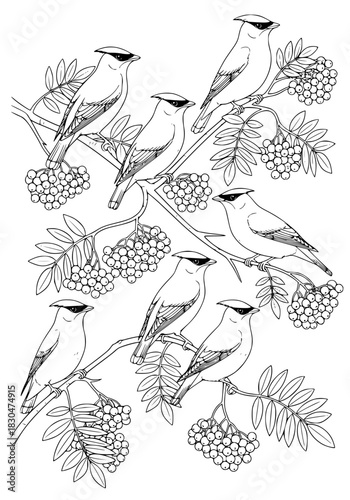 they whistled on a rowan tree branch. coloring book
