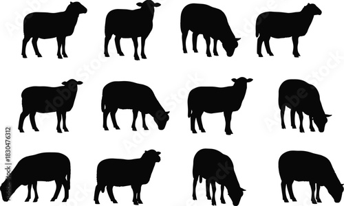 Sheep silhouettes set, various poses, grazing, standing, farm animal, livestock, wool, nature, agriculture, black, vector, illustration, graphic, collection.